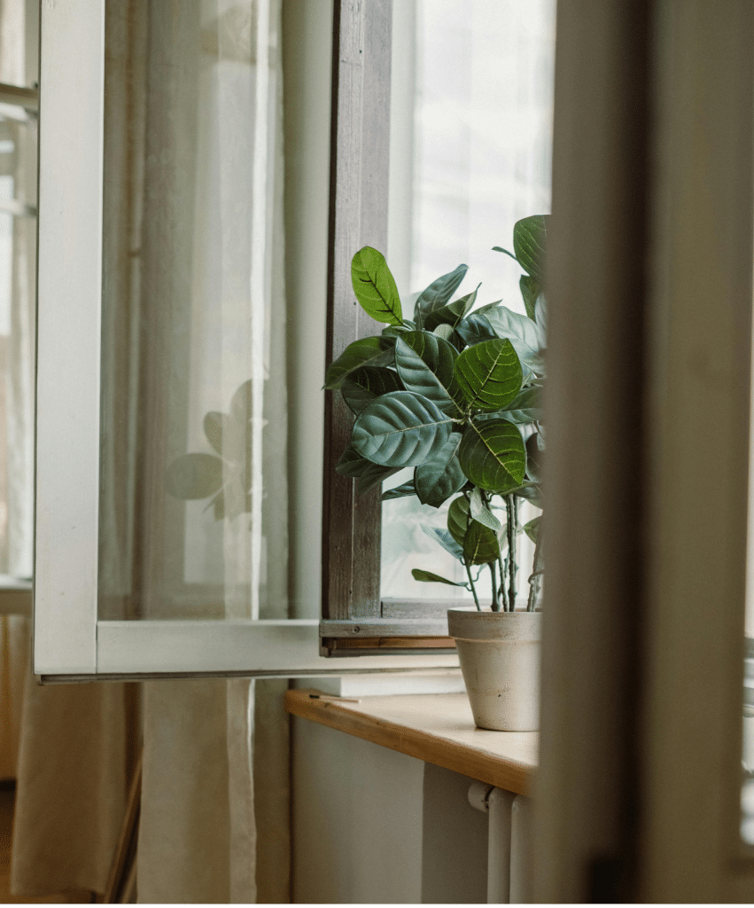 Plante verte posée sur le rebord d'une fenêtre ouverte